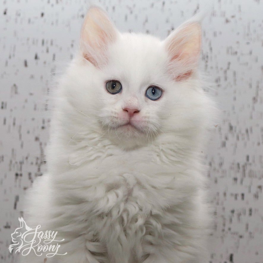 porcelain-9-weeks-old-maine-coon ⋆ Sassy Koonz Maine Coon Cattery porcelain 9 weeks old maine coon