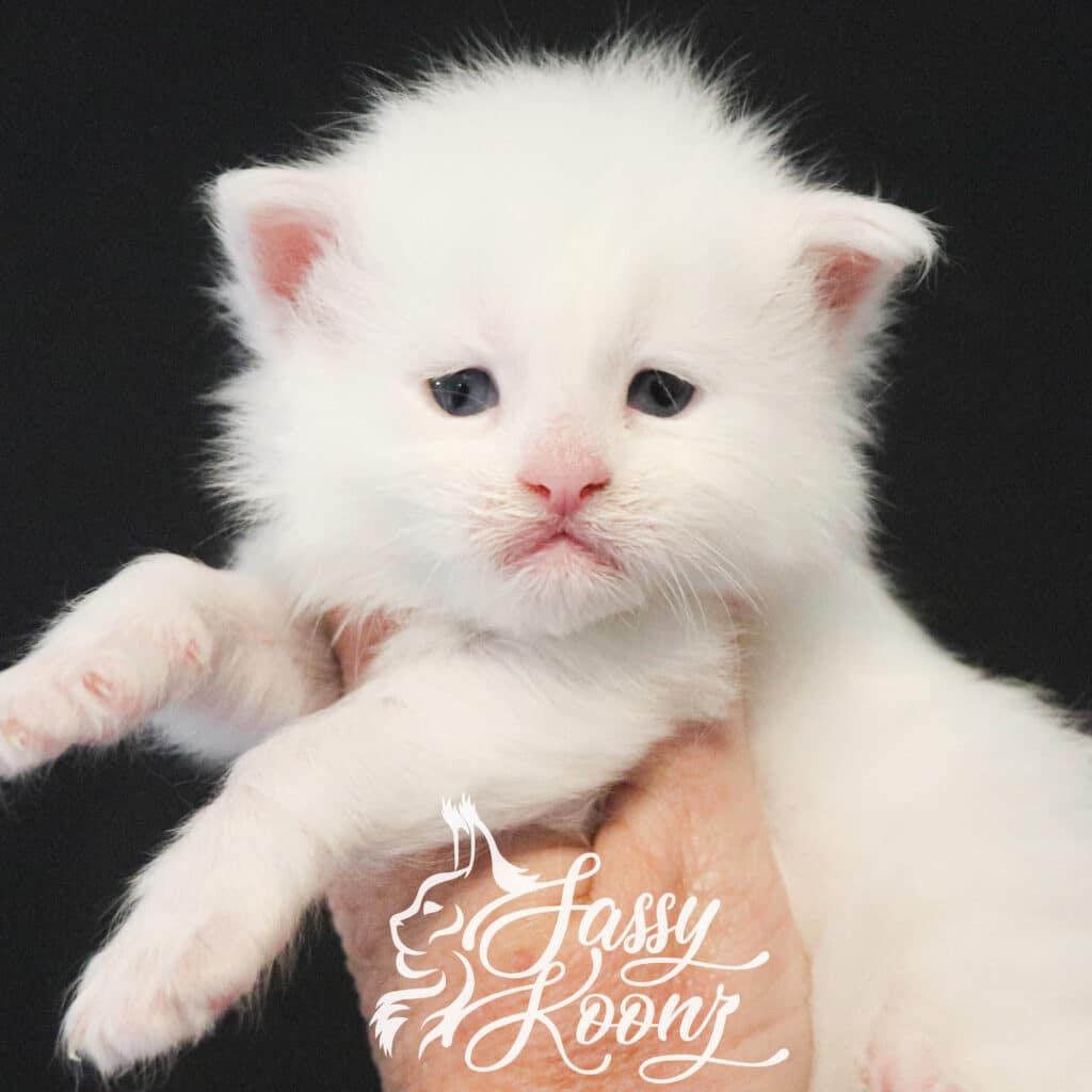 porcelain-maine-coon-kitten-for-sale-white ⋆ Sassy Koonz Maine Coon Cattery porcelain maine coon kitten for sale white