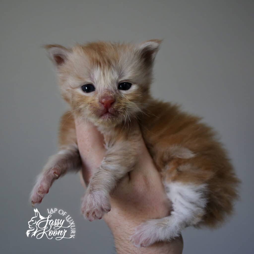 red-silver-male-maine-coon-kitten-3-weeks-old-available ⋆ Sassy Koonz Maine Coon Cattery kiszka 3 week old male red silver maine coon kitten available