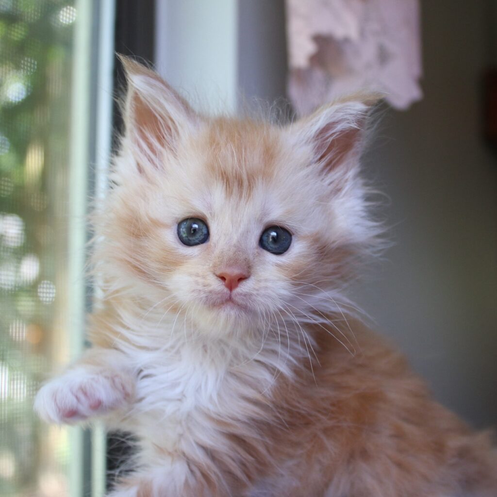 red smoke with maine male maine coon kitten 7 weeks old ⋆ Sassy Koonz Maine Coon Cattery red smoke with maine male maine coon kitten 7 weeks old