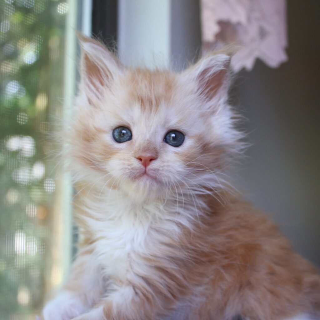 red smoke with white 7 week old maine coon kitten ⋆ Sassy Koonz Maine Coon Cattery red smoke with white 7 week old maine coon kitten