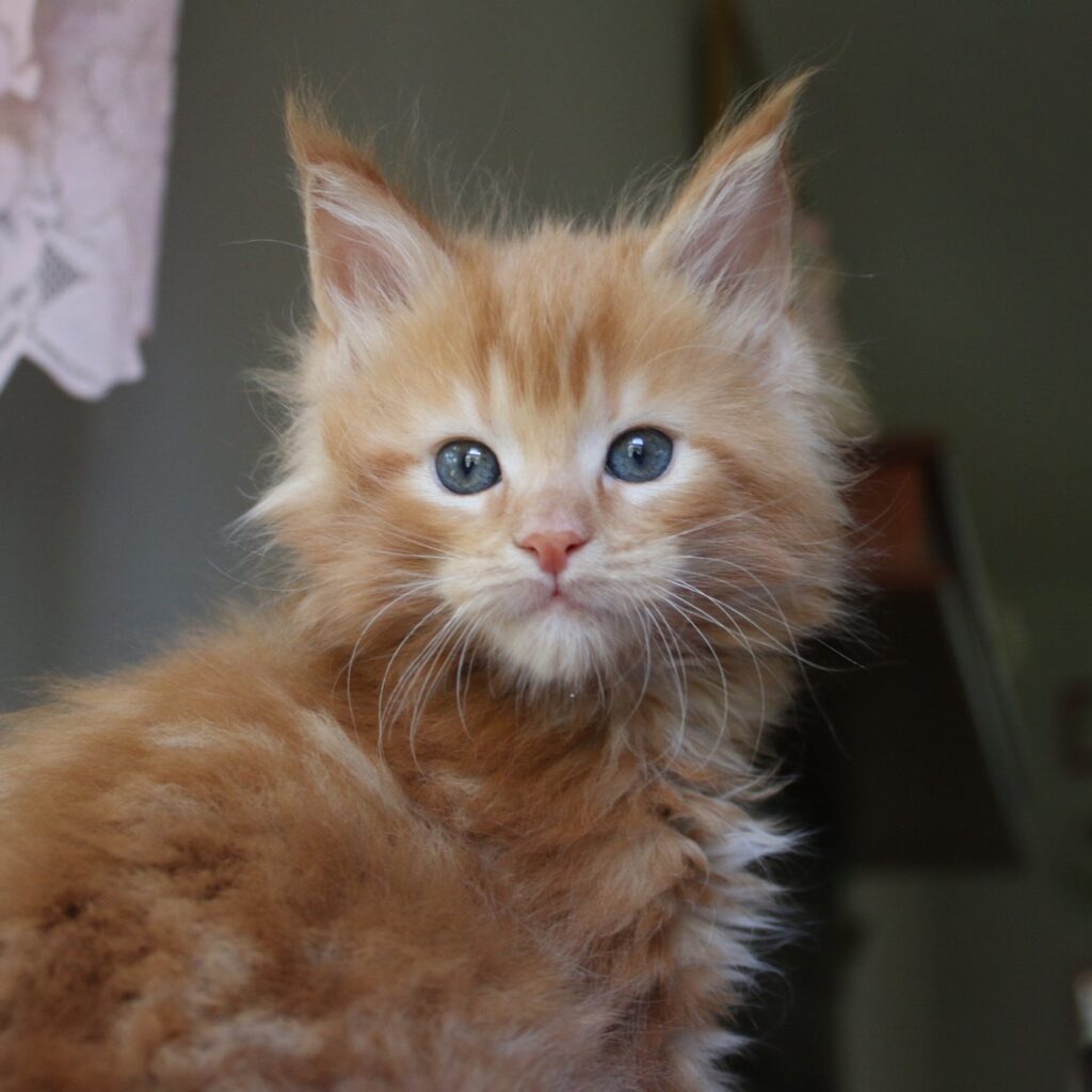 red solid with white 7 week old male maine coon kitten available ⋆ Sassy Koonz Maine Coon Cattery red solid with white 7 week old male maine coon kitten available