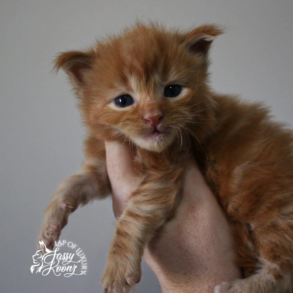 solid-red-male-maine-coon-kitten-3-weeks-old ⋆ Sassy Koonz Maine Coon Cattery red male maine coon kitten available 3 weeks old
