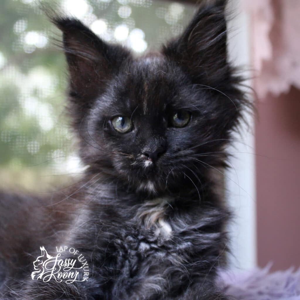 starcatcher 9 weeks old black tortie available maine coon kitten ⋆ Sassy Koonz Maine Coon Cattery starcatcher 9 weeks old black tortie female available maine coon kitten