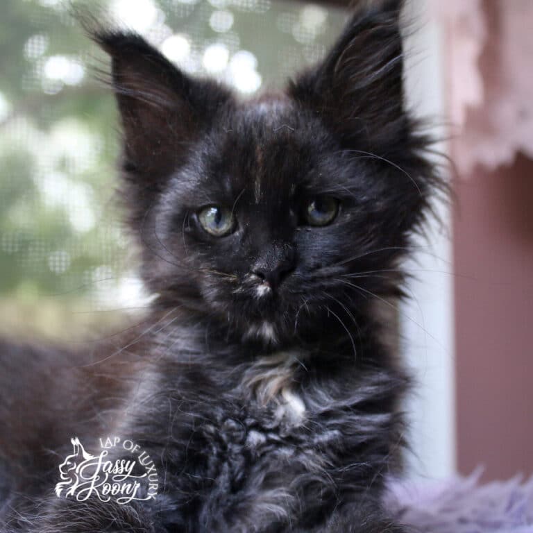 starcatcher 9 weeks old black tortie female available maine coon kitten