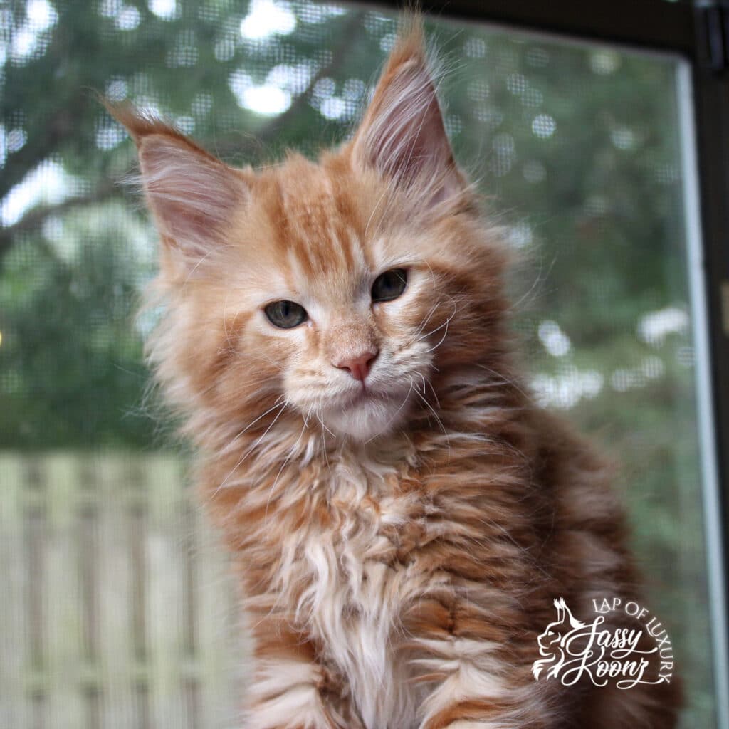 the master 9 week old male red maine coon kitten ⋆ Sassy Koonz Maine Coon Cattery the master 9 week old male red maine coon kitten