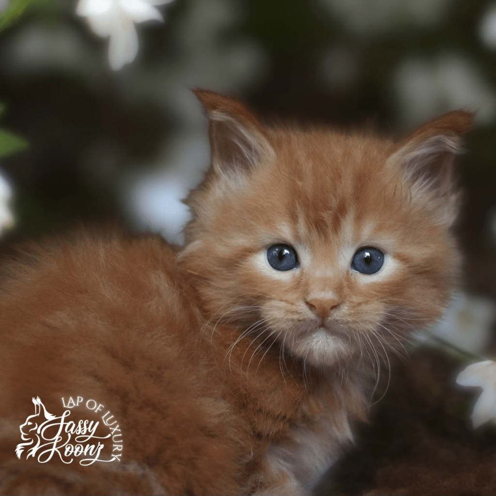 the master red maine coon kitten 5 weeks old greta van fleet litter ⋆ Sassy Koonz Maine Coon Cattery red male maine coon kitten 5 weeks old the master named after greta van fleet