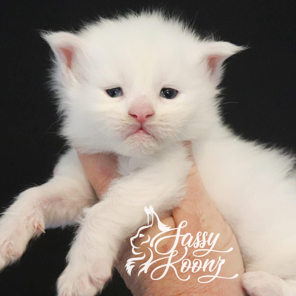 timebomb-maine-coon-kittens-for-sale-white ⋆ Sassy Koonz Maine Coon Cattery timebomb maine coon kittens for sale white