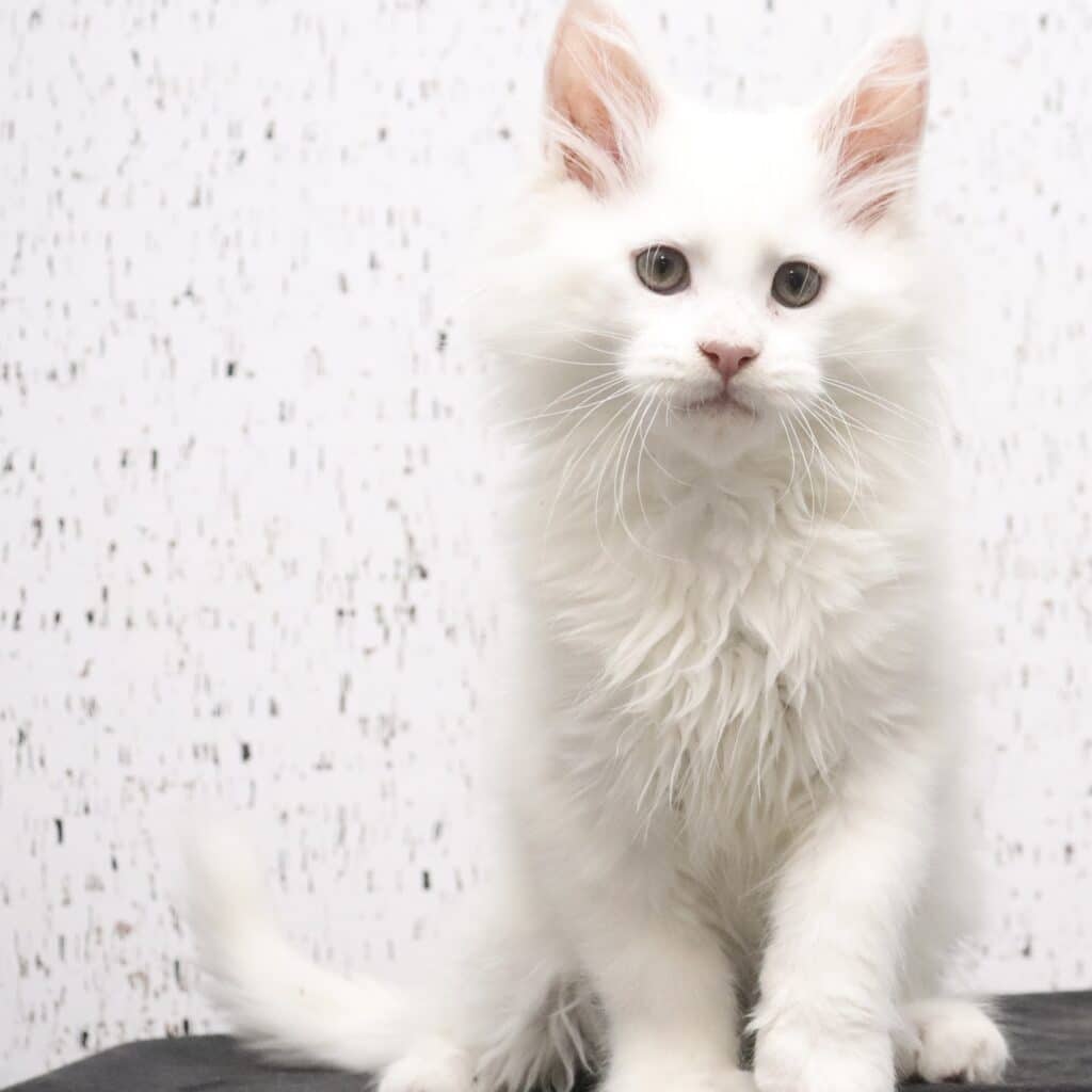 timebomb-white-aine-coon-green-eyes-11-weeks-old ⋆ Sassy Koonz Maine Coon Cattery timebomb white maine coon green eyes 11 weeks old