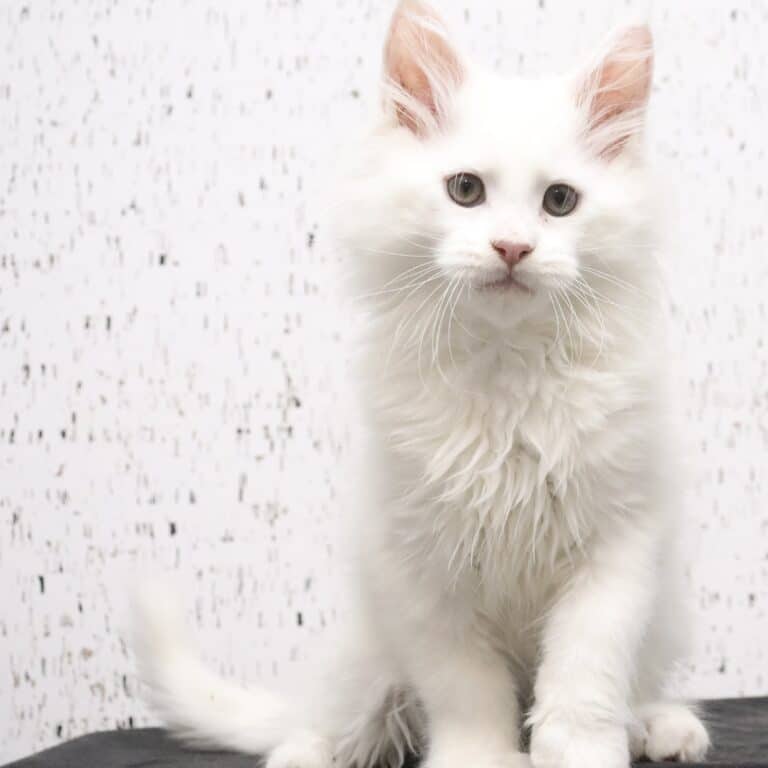 timebomb white maine coon green eyes 11 weeks old