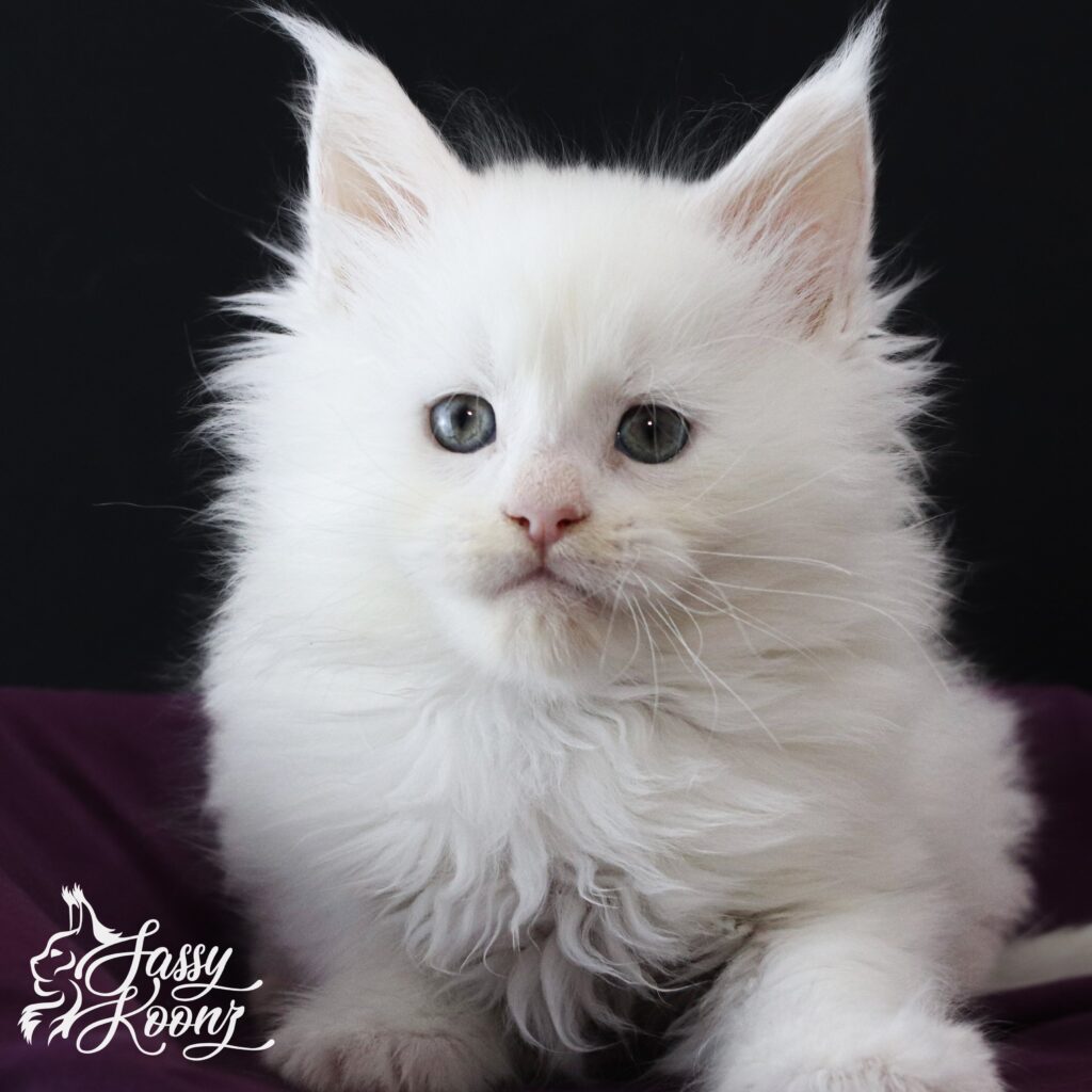 timebomb-white-maine-coon-kiten-7-weeks ⋆ Sassy Koonz Maine Coon Cattery timebomb white maine coon kitten