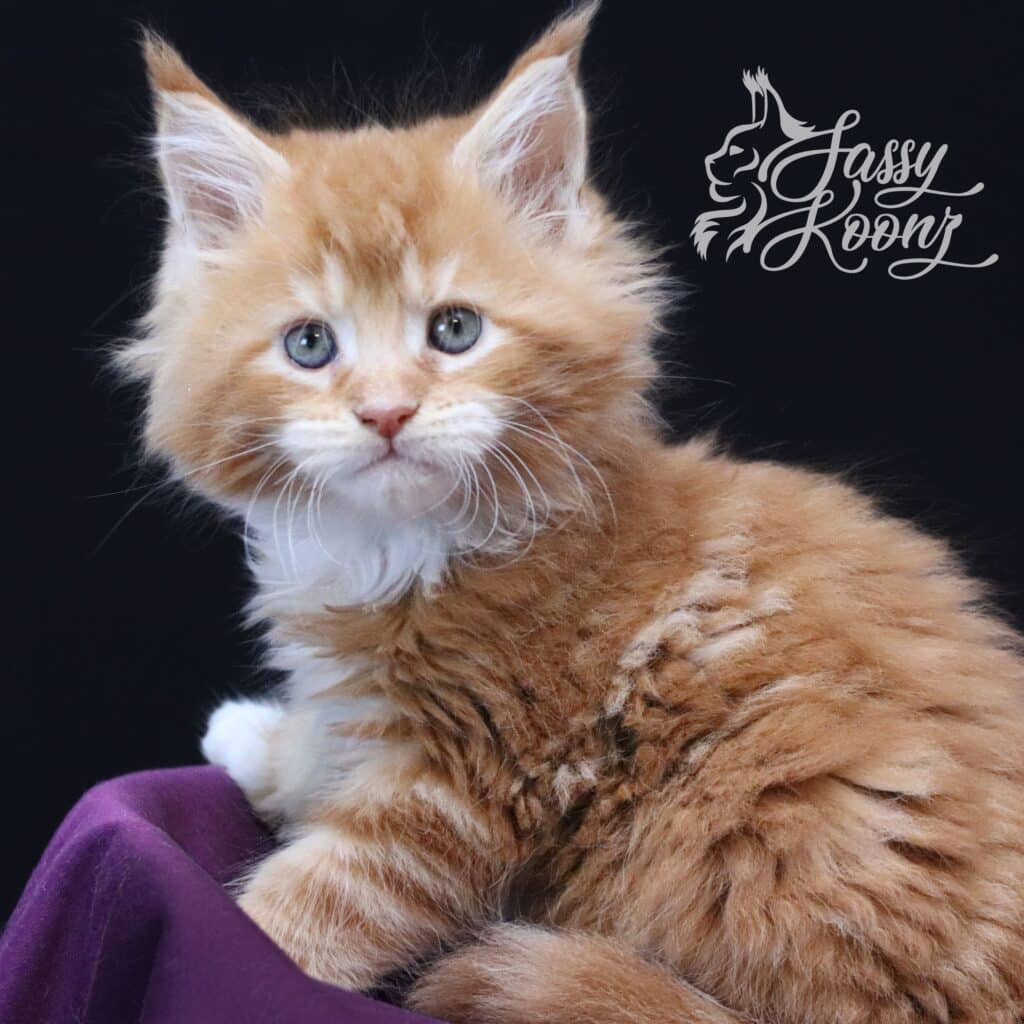 violets-are-blue-7-weeks-old-red-tabby-maine-coon ⋆ Sassy Koonz Maine Coon Cattery violets are blue 7 weeks old red tabby maine coon