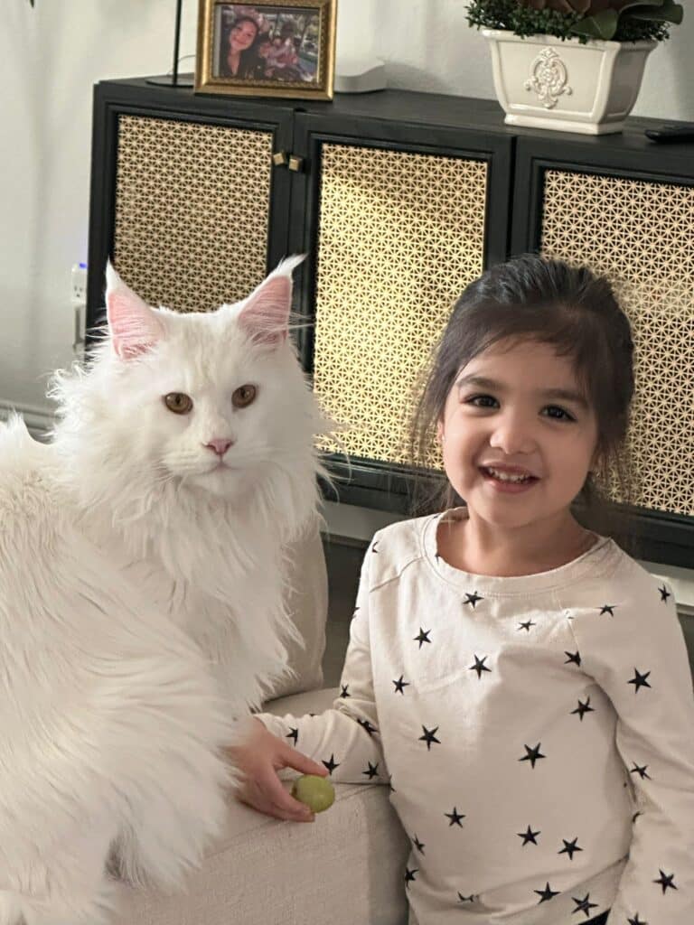 white-maine-coon-cat-male-timebomb-adult ⋆ Sassy Koonz Maine Coon Cattery white maine coon cat male timebomb adult