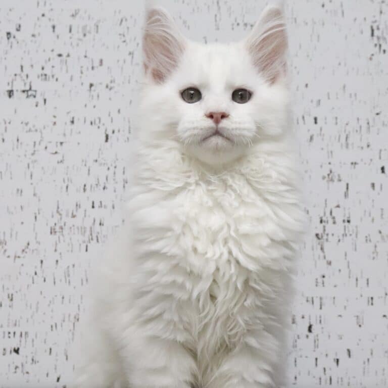 white maine coon kitten masterpiece 12 weeks old