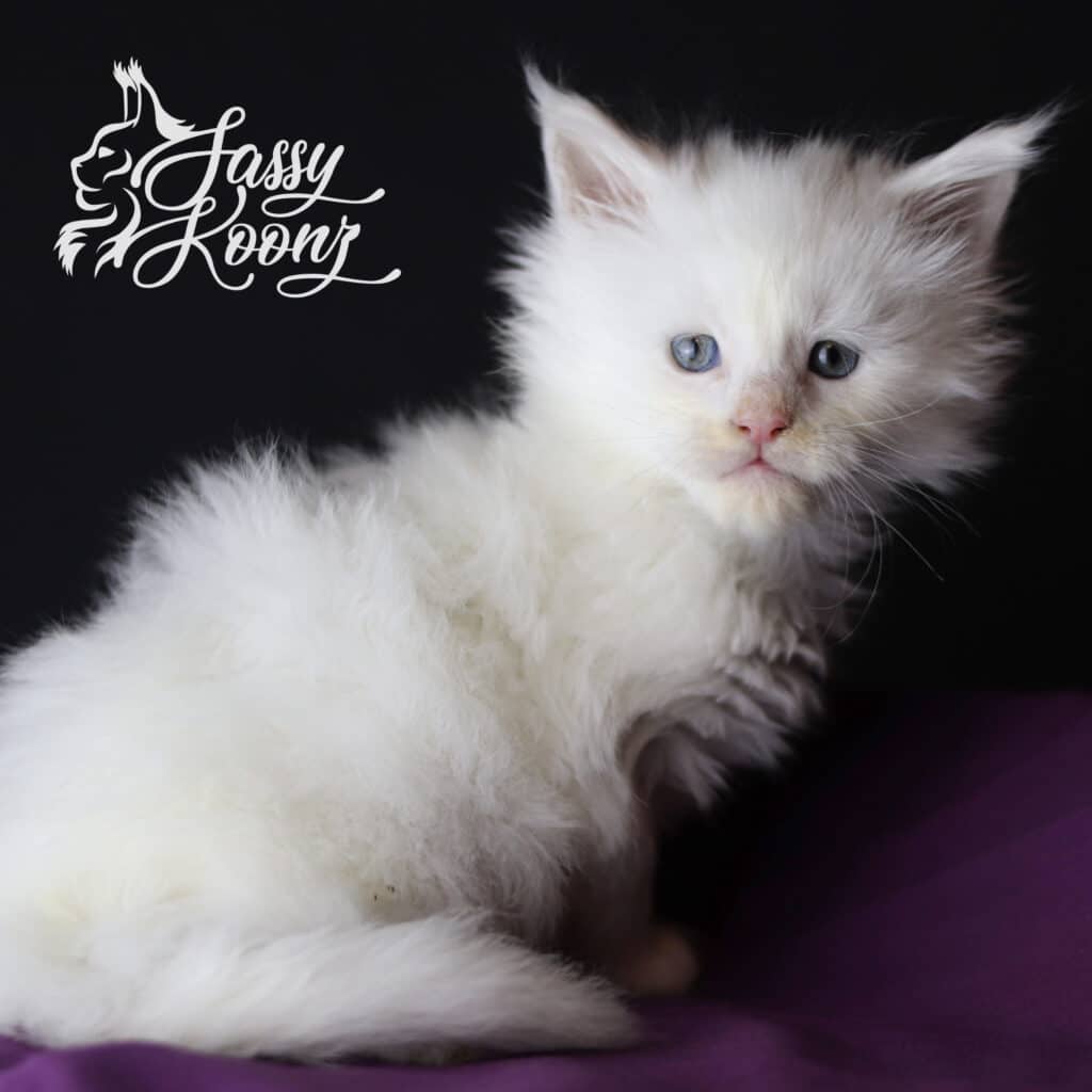 white-maine-coon-kitten-timebomb-5-weeks ⋆ Sassy Koonz Maine Coon Cattery white maine coon kitten timebomb 5 weeks old
