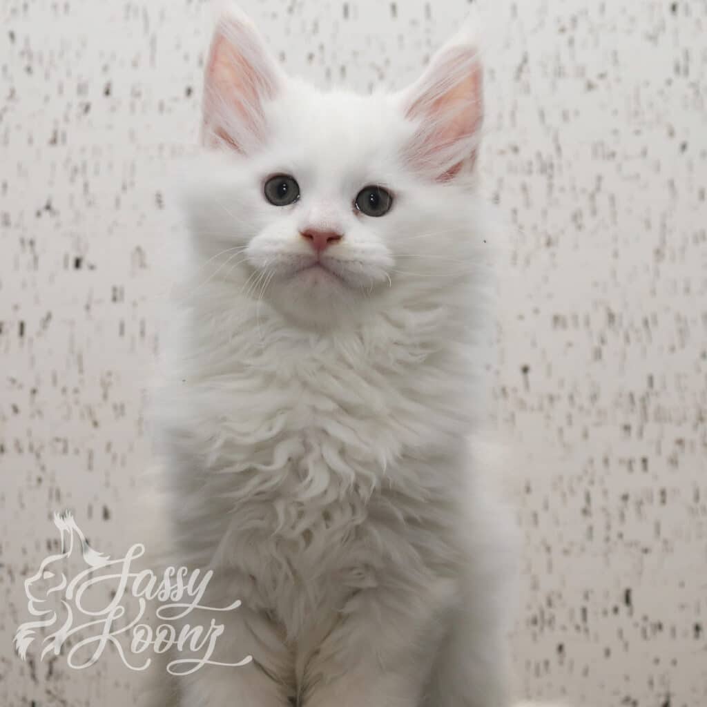 white-maine-coon-masterpiece-9-weeks ⋆ Sassy Koonz Maine Coon Cattery white maine coon masterpiece 9 weeks