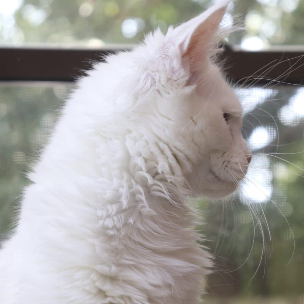 white-maine-coon-profile-abigail ⋆ Sassy Koonz Maine Coon Cattery white Maine Coon profile abigail
