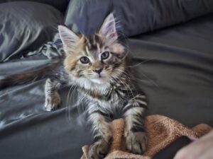 Cute Maine Coon Kitten at Home ⋆ Sassy Koonz Maine Coon Cattery cute maine coon kitten, 12 weeks old, florida breeder