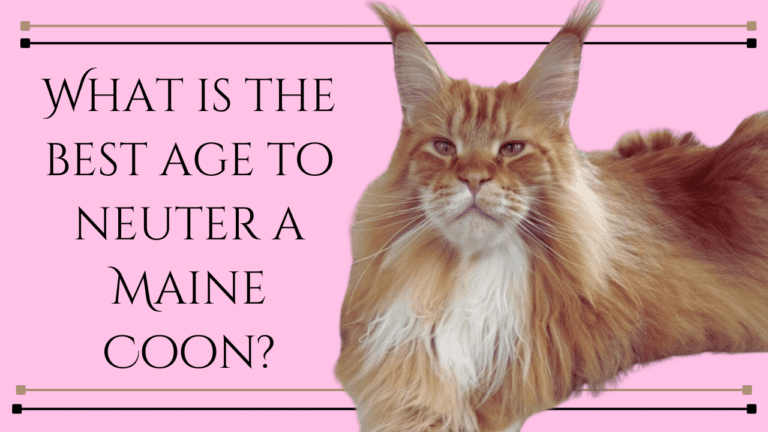 best age to neuter a maine coon article
