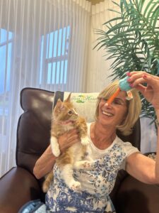 Maine Coon Kitten at home with Happy Owner, Smiling, Playing ⋆ Sassy Koonz Maine Coon Cattery new owner with sassy Koonz maine coon kitten, happy, smiling, playing with toy