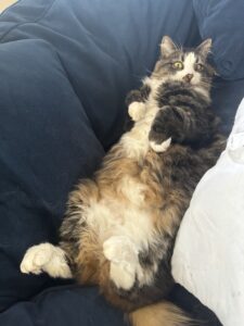 Maine Coon kitten sleeping on his back ⋆ Sassy Koonz Maine Coon Cattery sleepy Maine coon kitten sleeping on his back