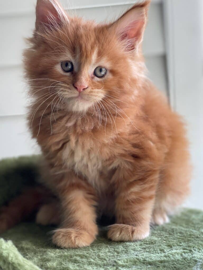 best-age-to-neuter-a-cat ⋆ Sassy Koonz Maine Coon Cattery maine coon kitten who went home intact