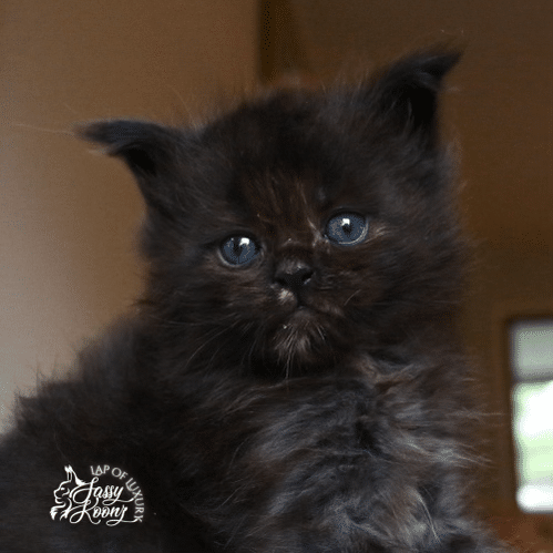 black-tortie-maine-coon-5-week-old-kitten-with-big-eyes- ⋆ Sassy Koonz Maine Coon Cattery black tortie maine coon 5 week old kitten with big eyes