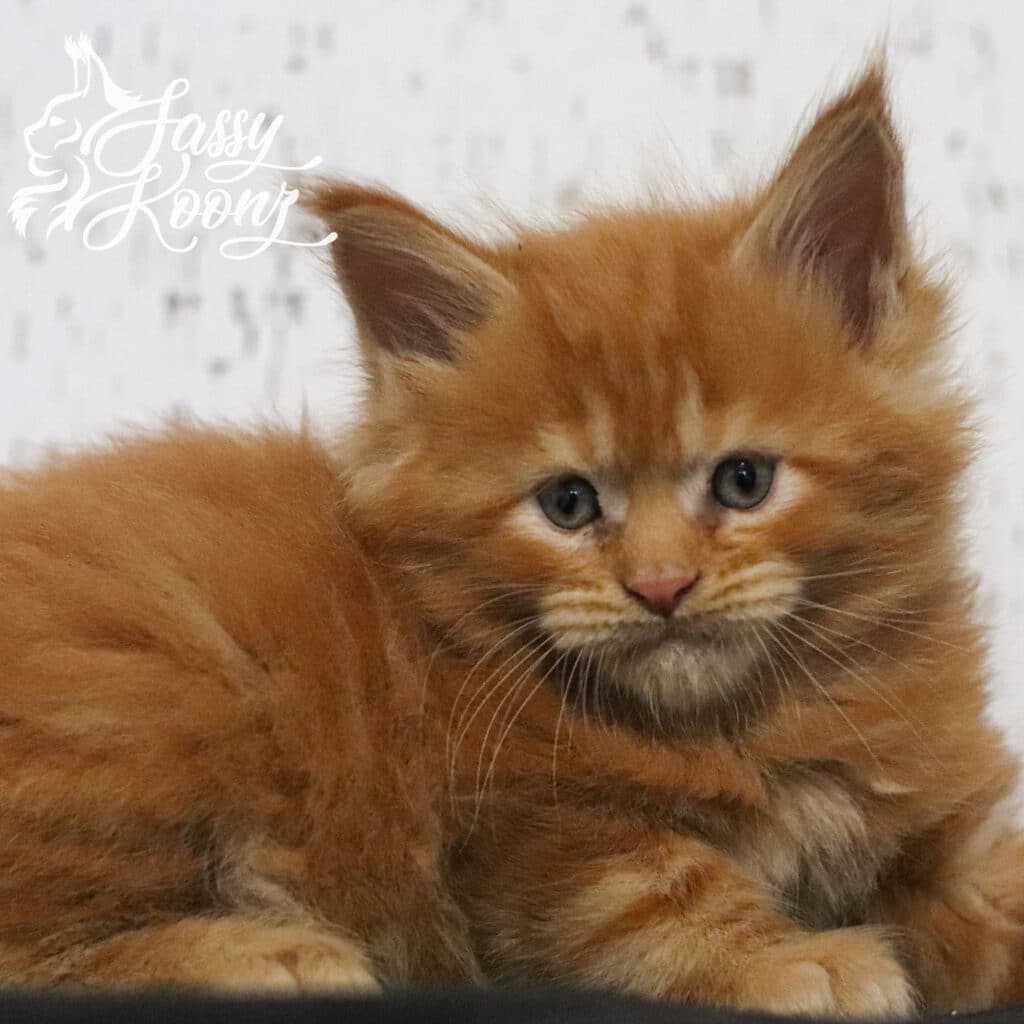 fierce-maine-coon-kitten-orange-hot-dog ⋆ Sassy Koonz Maine Coon Cattery fierce maine coon kitten orange hot dog