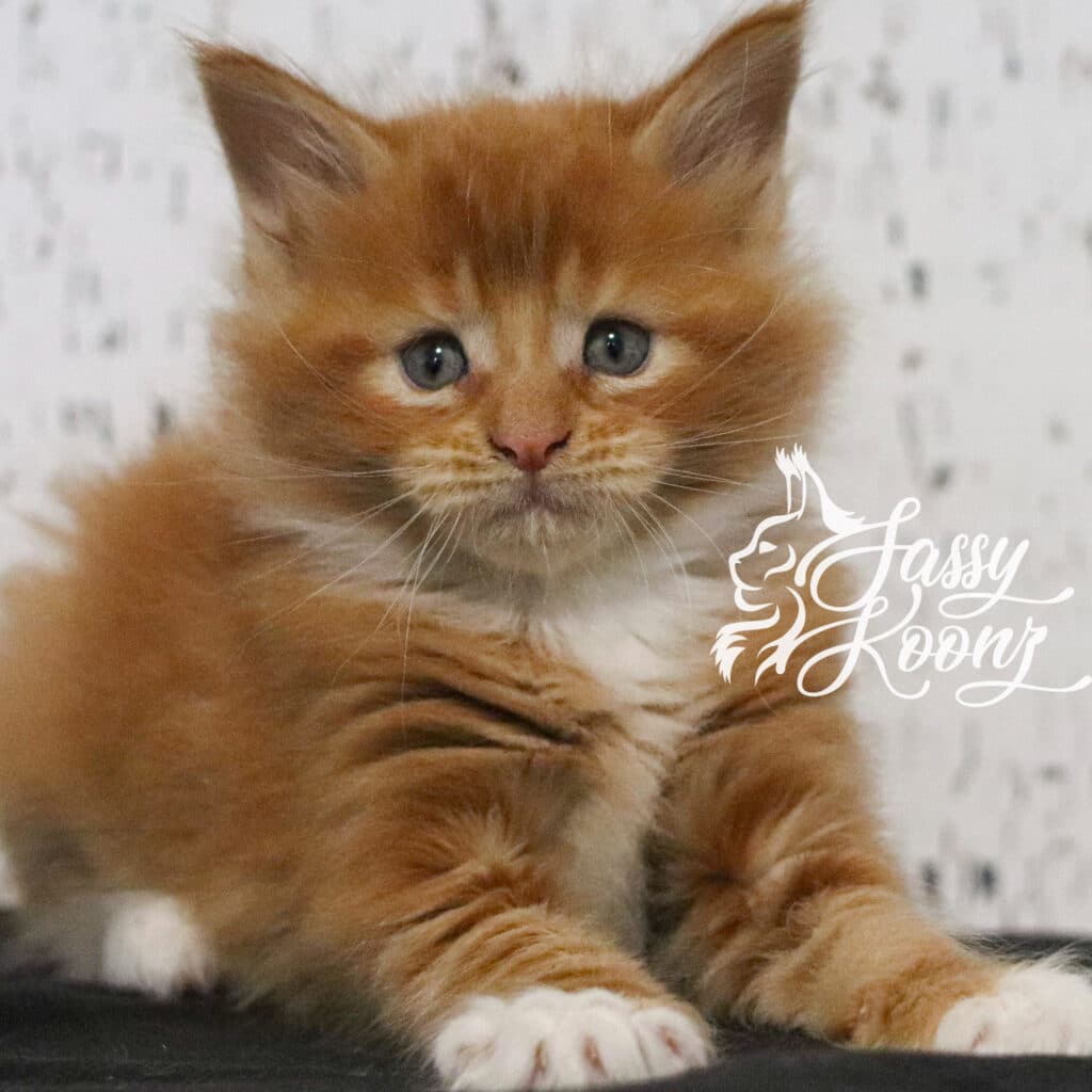 orange-maine-coon-kitten-for-sale-bizkit-5-weeks ⋆ Sassy Koonz Maine Coon Cattery orange maine coon kitten for sale bizkit 5 weeks old