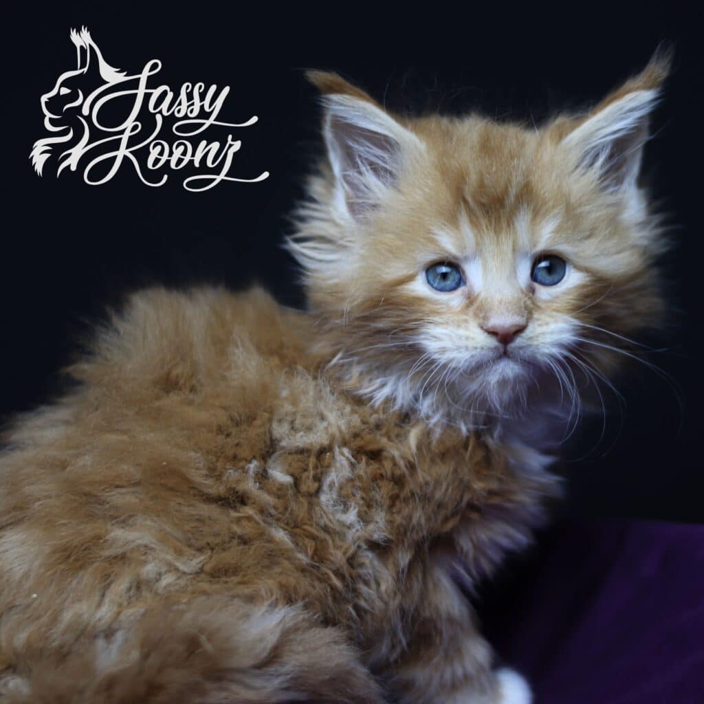 orange-maine-coon-kittens-for-sale-violets-are-blue-5-weeks-old-min ⋆ Sassy Koonz Maine Coon Cattery orange maine coon kittens for sale violets are blue 5 weeks old