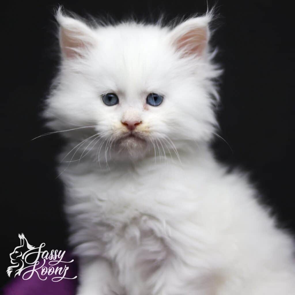 white-maine-coon-cats-for-sale-porcelain-5-weeks-old-min ⋆ Sassy Koonz Maine Coon Cattery white maine coon cats for sale porcelain 5 weeks old