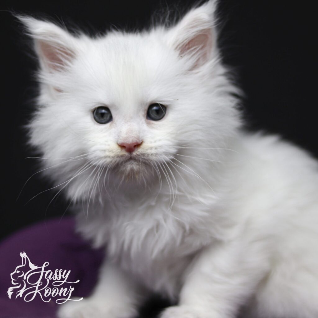 white-maine-coon-kitten-for-sale-masterpiece-5-weeks-old-min ⋆ Sassy Koonz Maine Coon Cattery white maine coon kittens for sale masterpiece 5 weeks old