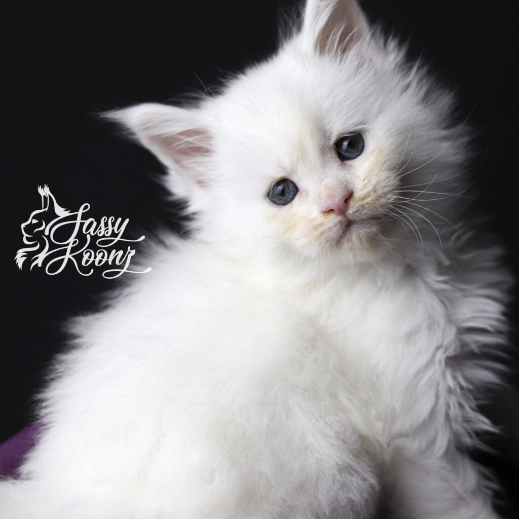 white-maine-coon-kittens-for-sale-abigail-5-weeks-old-min ⋆ Sassy Koonz Maine Coon Cattery white maine coon kittens for sale abigail 5 weeks old
