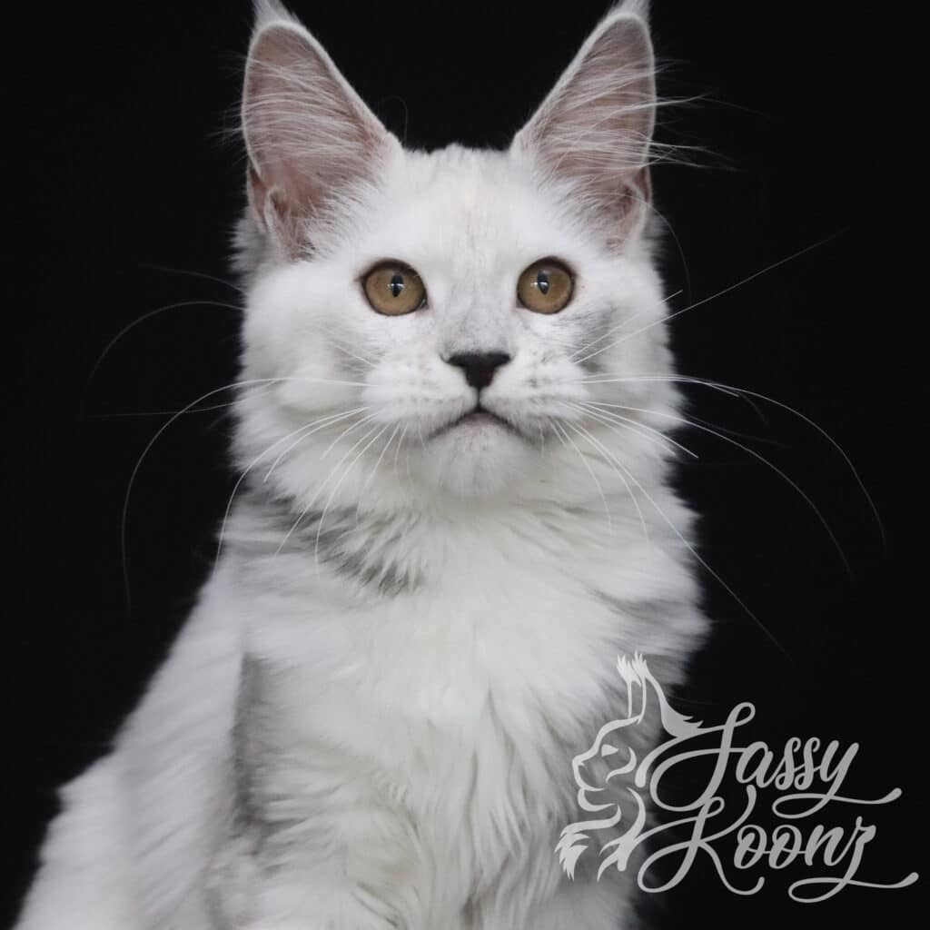 Silvee head shot ⋆ Sassy Koonz Maine Coon Cattery Maine coon kittens for sale silvee girl