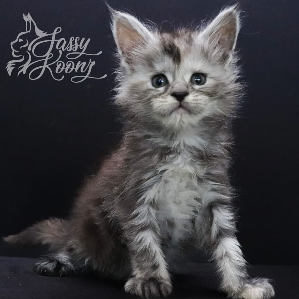 Envy Maine Coon Cat 5 Weeks old ⋆ Sassy Koonz Maine Coon Cattery black silver torbie maine coon kitten envy 5 weeks old