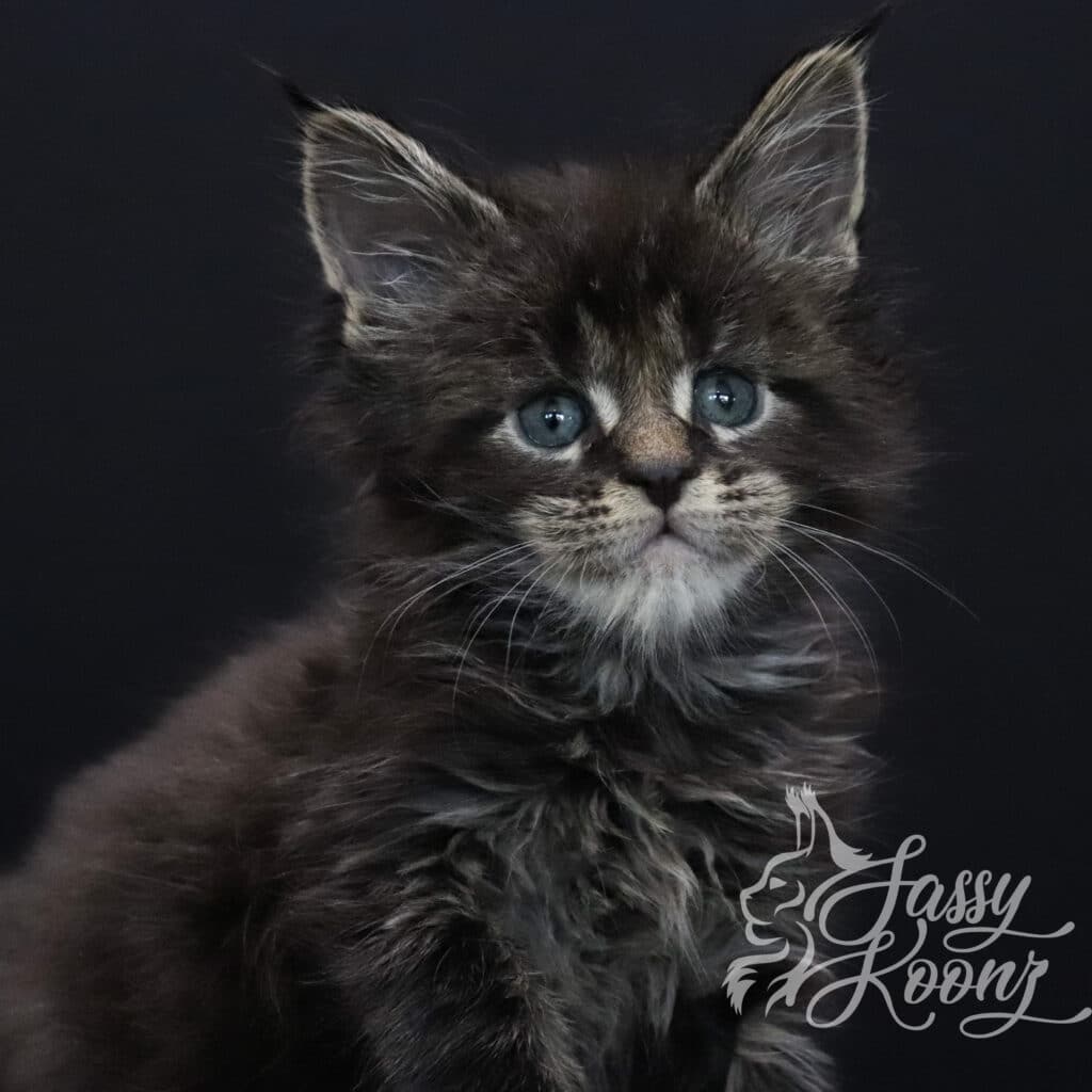 Chapter 2 - Brown Tabby Maine Coon ⋆ Sassy Koonz Maine Coon Cattery brown tabby maine coon