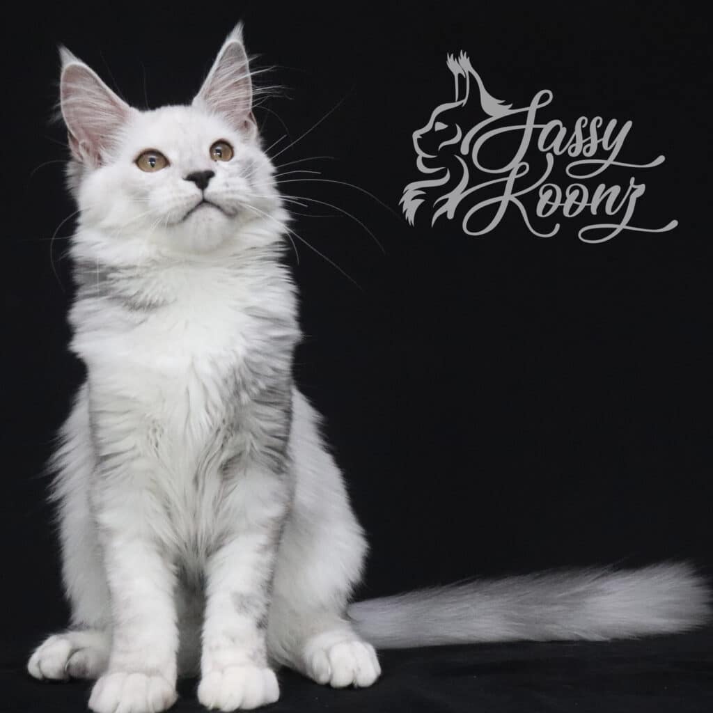 Silvee 4.5 Months Old ⋆ Sassy Koonz Maine Coon Cattery Maine coon Cats for sale silver girl kitten