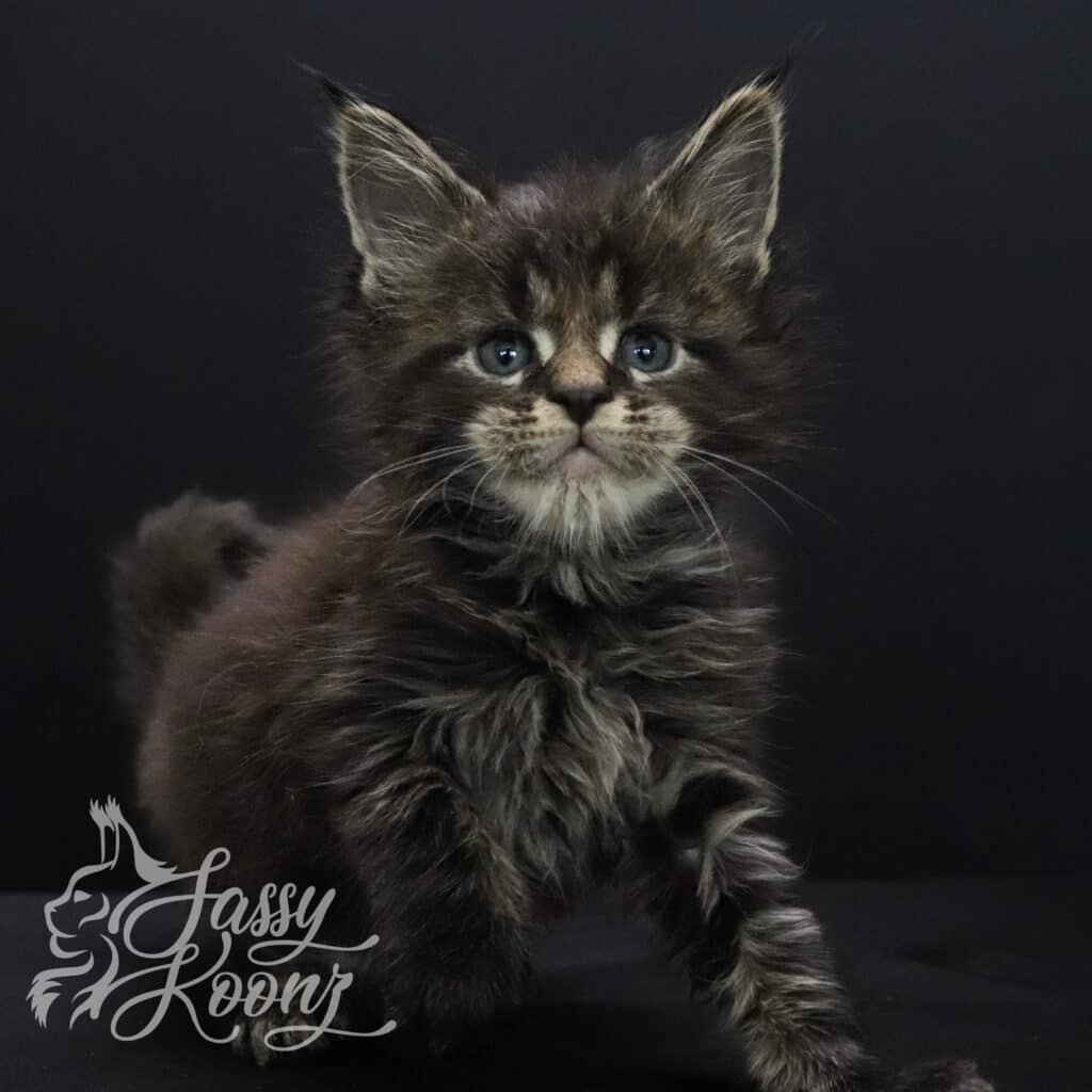 Cottonmouth 5 Weeks old Maine Coon Kitten ⋆ Sassy Koonz Maine Coon Cattery cottonmouth 5 week old maine coon kitten for sale