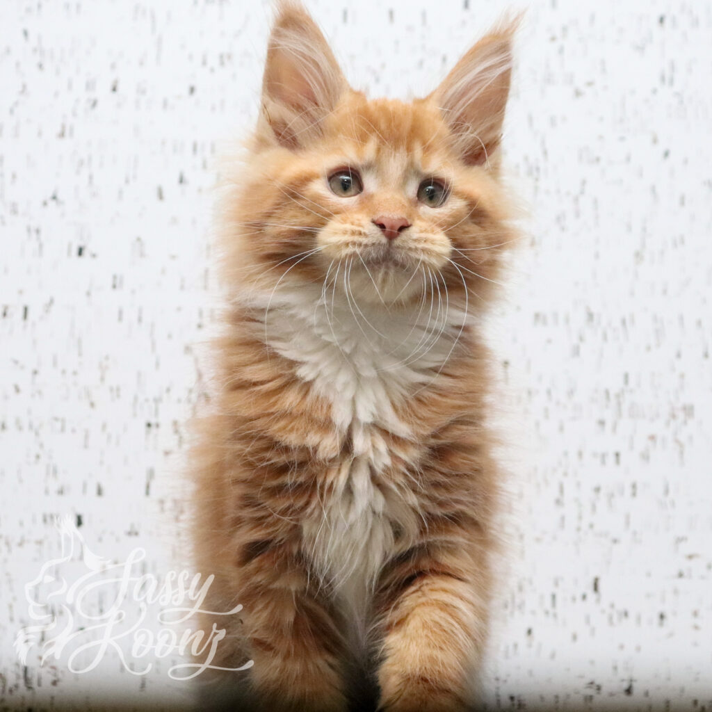 Bizkit-adorable-maine-coon-orange-ginger-11-weeks-old ⋆ Sassy Koonz Maine Coon Cattery bizkit adorable maine coon ginger orange 11 weeks old kitten