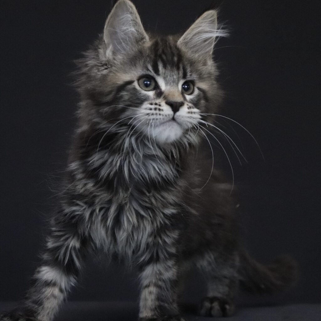 Chapter-2-11-weeks-old-maine-coon-kitten ⋆ Sassy Koonz Maine Coon Cattery chapter 2 maine coon kitten chapter 2