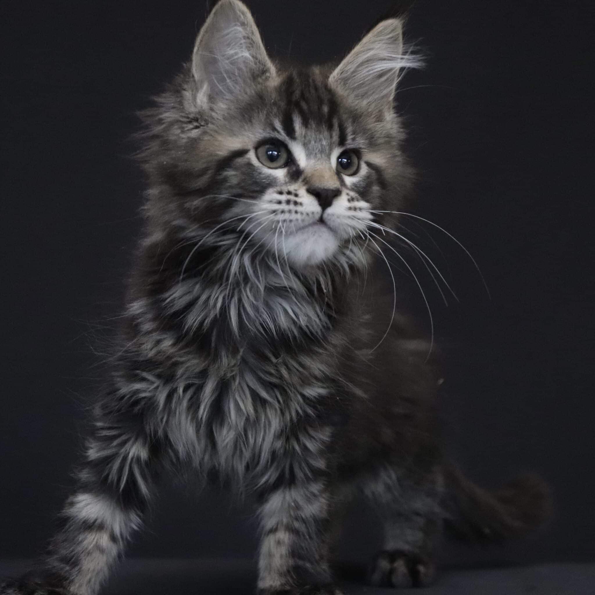chapter 2 maine coon kitten chapter 2