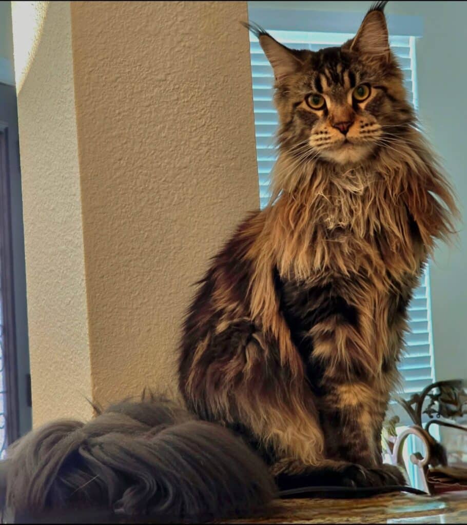 Chapter-2-maine-coon-cat ⋆ Sassy Koonz Maine Coon Cattery Fluffy tabby cat with green eyes sitting on a kitchen counter beside a beige pillar, looking at the camera.