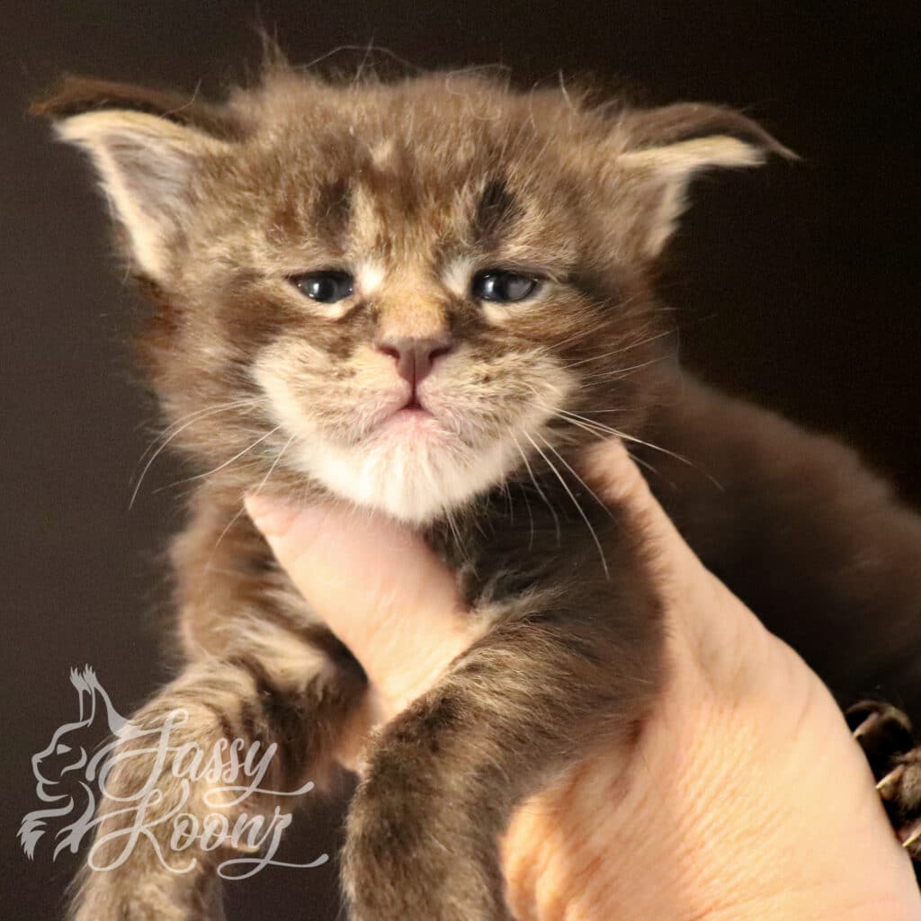 Cottonmouth-brown-tabby-maine-coon-kitten-for-sale ⋆ Sassy Koonz Maine Coon Cattery cottonmouth brown tabby maine coon kitten for sale