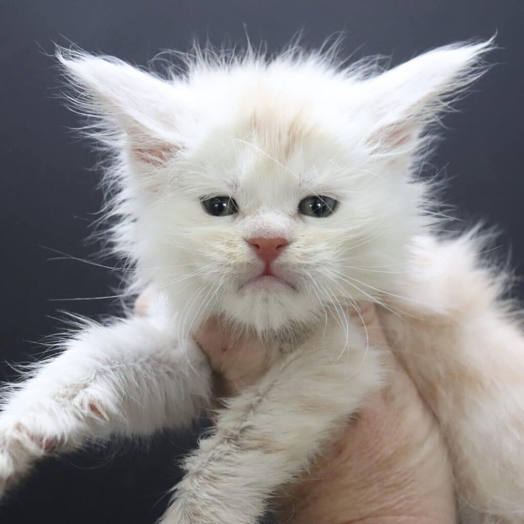 Sugarman 5 Weeks old Maine Coon ⋆ Sassy Koonz Maine Coon Cattery red silver maine coon kitten