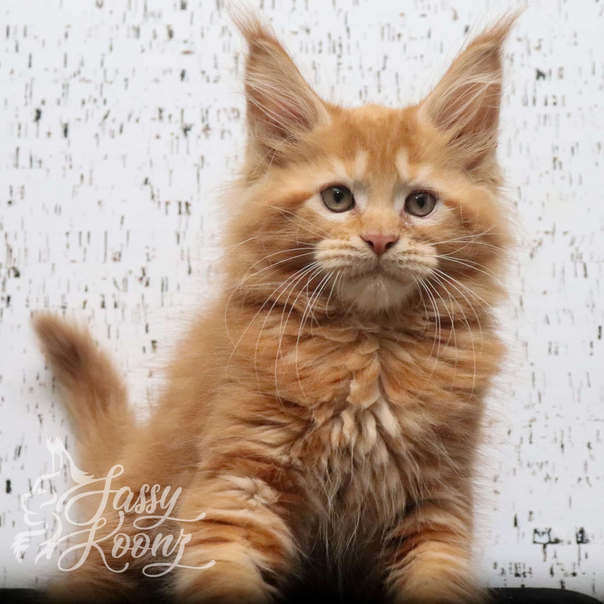 11 weeks old maine coon kitten hot dog