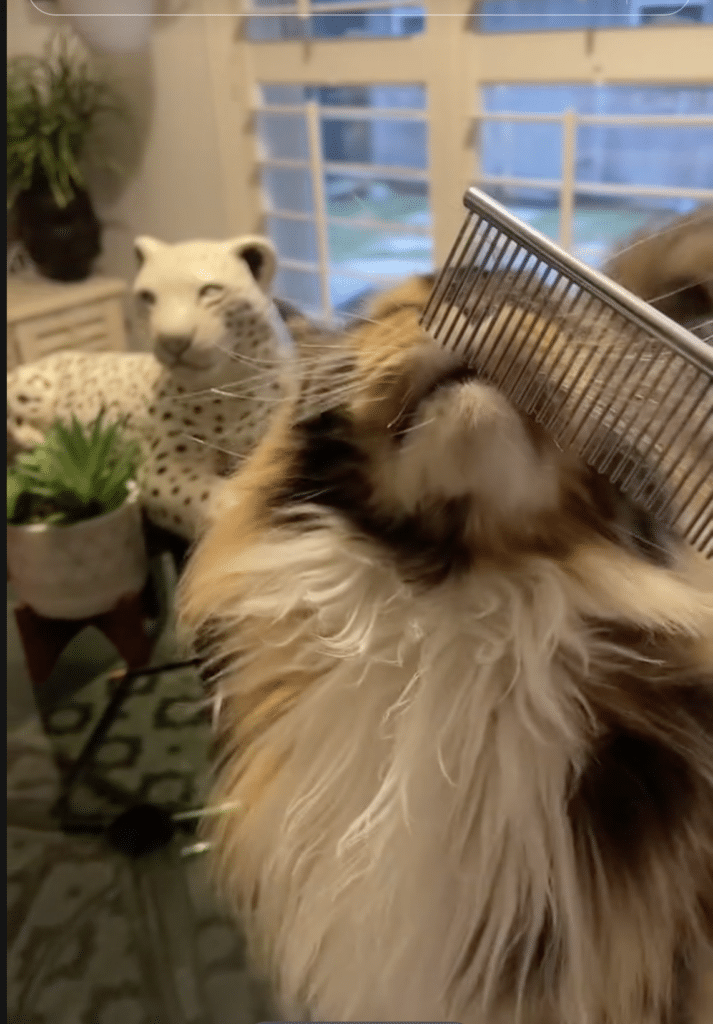 are-maine-coon-cats-high-maintenance ⋆ Sassy Koonz Maine Coon Cattery chichi maine coon smelling grooming comb