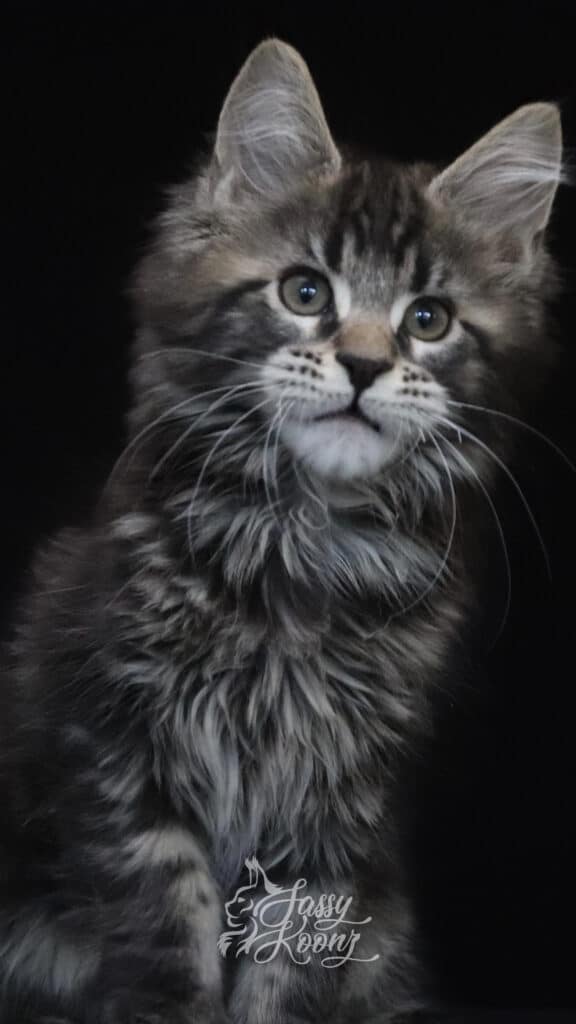 brown-maine-coon-kitten-for-sale-chapter-2 ⋆ Sassy Koonz Maine Coon Cattery brown maine coon kitten for sale chapter 2