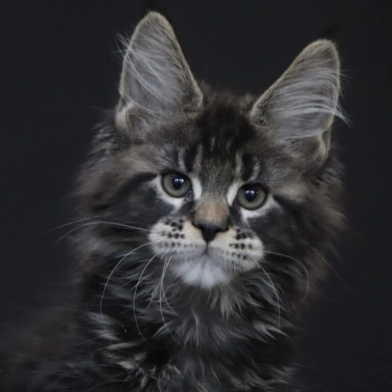 brown tabby maine coon cottonmouth 11 weeks old