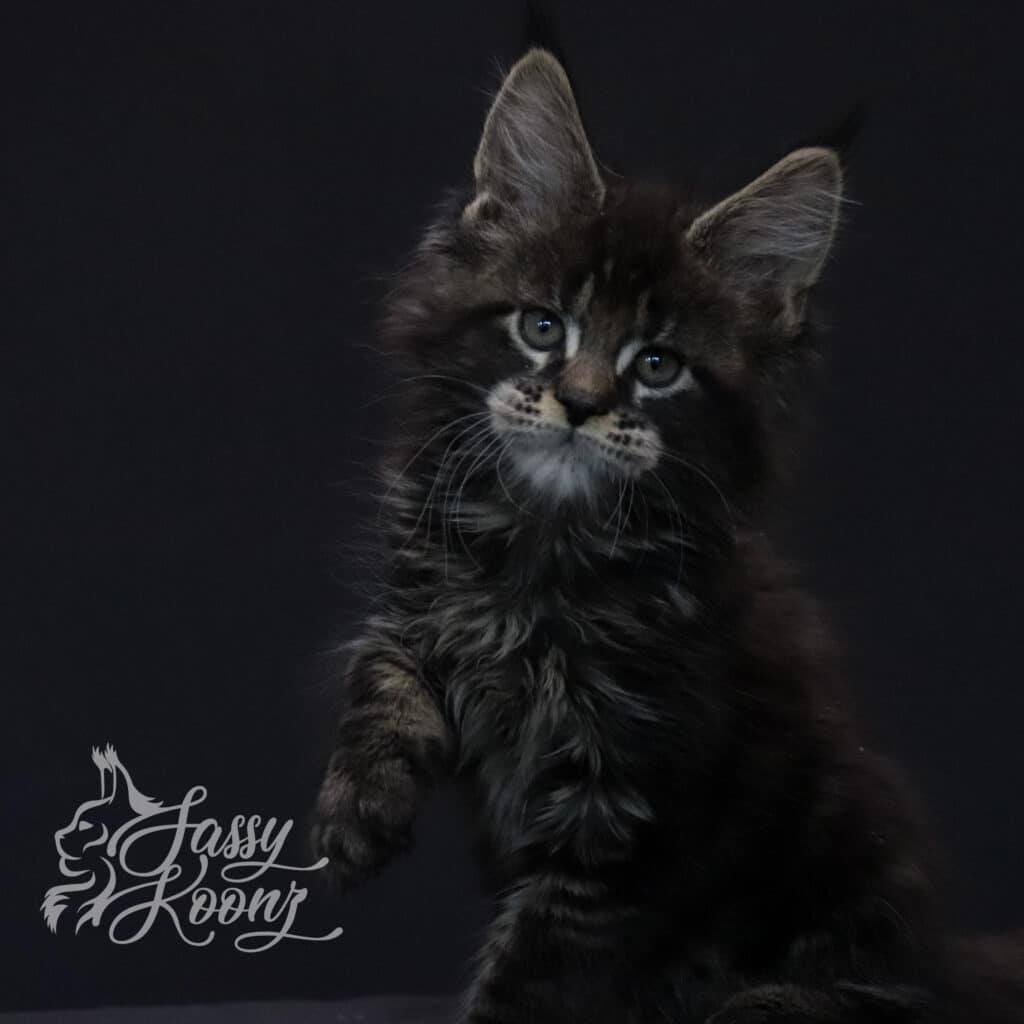 brown-tabby-maine-coon-kitten-cottonmouth-9-weeks-old ⋆ Sassy Koonz Maine Coon Cattery brown tabby maine coon kitten cottonmouth 9 weeks old