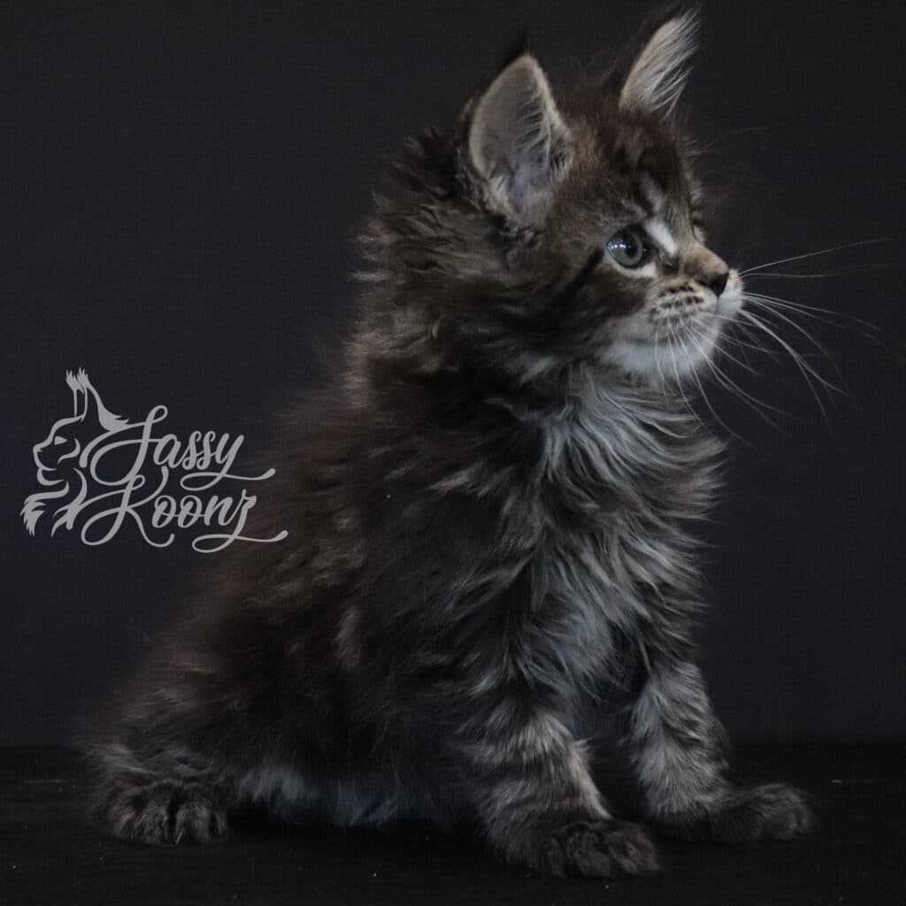 chapter-2-kitten-maine-coon ⋆ Sassy Koonz Maine Coon Cattery chapter 2 kitten maine coon